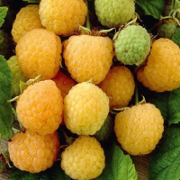 Малина Ананасная купить