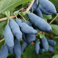 Жимолость Бакчарский Великан купить