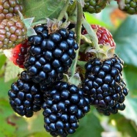 Ежевика Аучита купить