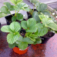 Клубника Клери купить