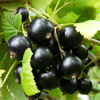 Смородина чорна Казкова (3 шт.) купить