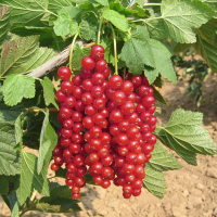 Смородина красная Ровада купить