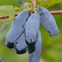 Жимолость Бакчарская Юбилейная купить