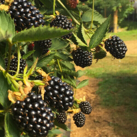 Ежевика Виктория купить