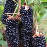 Ожина Коламбія Гігант купить