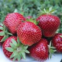 Клубника Мальвина купить