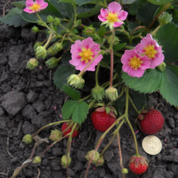 Клубника Токио купить