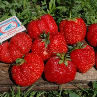 Клубника Гигантела купить