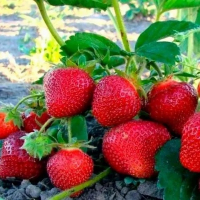 Клубника Дарселект купить