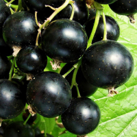 Смородина чорна Бона (mt) купить