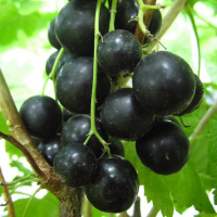 Смородина черная Черный Десерт купить