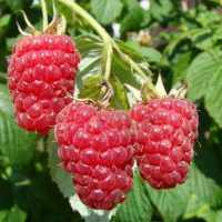 Малина Брусвяна (червона ремонтантна) купить