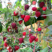 Малина Осенняя (minimotte) купить