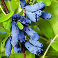 Жимолiсть Донька Велетня купить