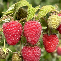 Малина Малема купить