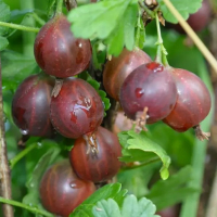 Крыжовник Сириус (minimotte) купить