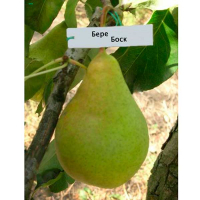 Груша Бере Боск купить