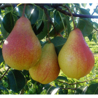 Груша Тануча купить