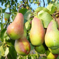 Груша Талгарська купить
