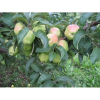 Яблуня КООП-10 купить