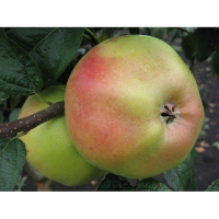 Яблуня Медея купить