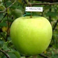 Яблуня Мутсу купить