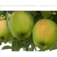 Яблуня Сніговий кальвіль купить