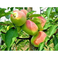 Яблуня Кандиль Сінап купить