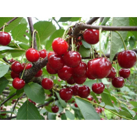 Вишня Іграшка купить