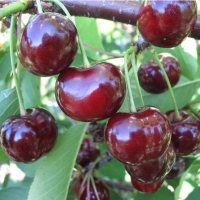 Вишня Донецький великан купить