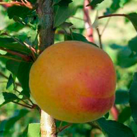 Персик Молдавський жовтий купить