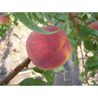 Персик Соковитий купить