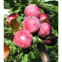 Слива Комета (саджанець) купить