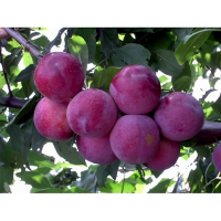 Слива Рясна (саджанець) купить