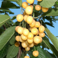 Черешня Дрогана купить