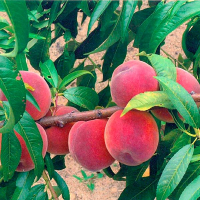 Персик Посол світу купить