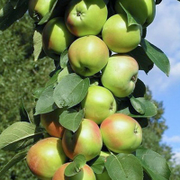 Яблуня колоноподібна Президент купить