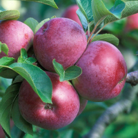 Яблуня Джонатан купить