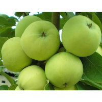 Яблуня Грінсливз купить