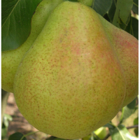 Груша Таврійська купить