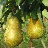 Груша Вижниця купить