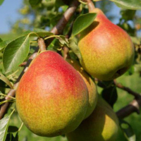 Груша Вікторія купить