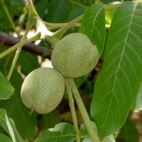 Грецький горіх купить