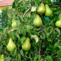 Груша Стрийська купить