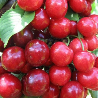 Черешня Етика купить