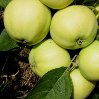 Яблуня Папірівка купить