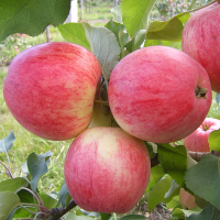 Яблуня Цукеркове купить