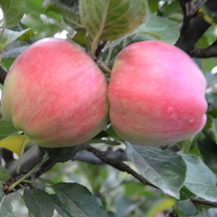 Яблуня Едера купить