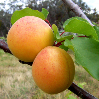 Абрикос Красень Києва купить