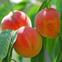 Персик золота Москва купить